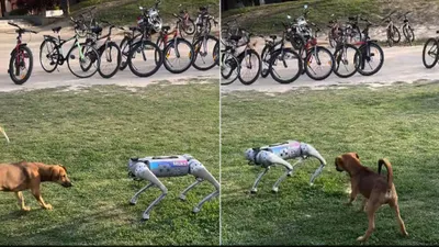  science meets reality   stray dog s encounter with robot dog at iit kanpur goes viral