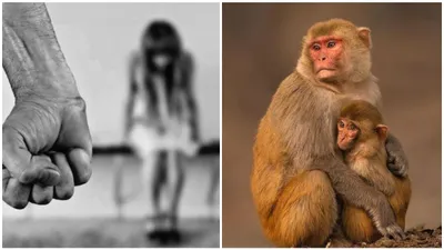 up  how monkeys turned saviour for 6 year old girl as rape attempt foiled in baghpat