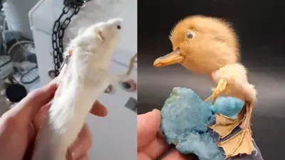 man s bizarre business of turning frozen animals into everyday items stuns the internet