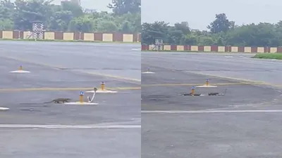 patna airport sees dramatic encounter between snake and three mongooses  see what happens next