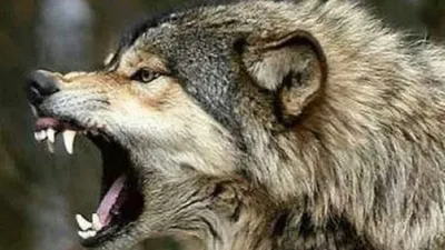 villagers in up’s bahraich live in fear as wolves kill 8  here’s what turned these wild beasts into man eaters