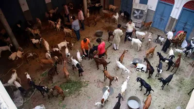 jain community in old delhi disguises as muslims to rescue 124 goats from bakrid sacrifice