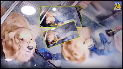 humanity ashamed  dog walker constantly hits golden retriever inside lift in gurugram   watch