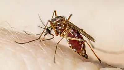 dengue epidemic hits patna  75 cases in just 5 days  city fights surge