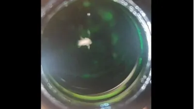 spider mite found inside sealed cold drink bottle in karnataka  watch the video 