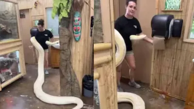 woman wraps python around herself and drags it to room  watch