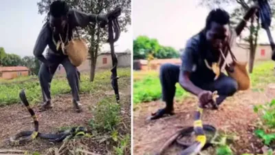 watch  man uses  hypnotic power  to seize cobra with bare hands