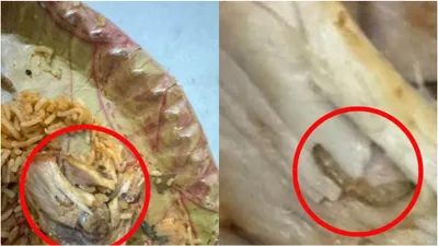mehfil biryani targeted after hyderabad man finds bugs in biryani