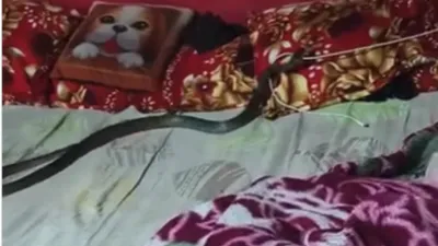 watch  snake coils around mobile charger  leaves witnesses stunned