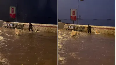 young boy s heartwarming playtime with stray dogs on waterlogged mumbai streets goes viral