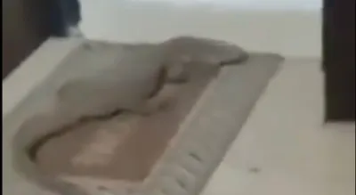 giant monitor lizard spotted relaxing on doormat in lucknow shocks internet  watch video