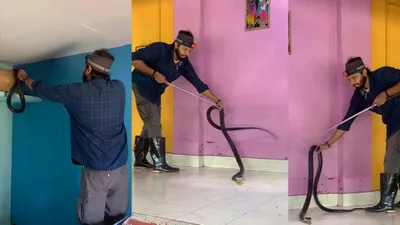 9 foot king cobra found in bedroom  spine tingling video takes internet by storm